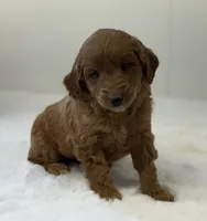 Sage, a female Miniature Goldendoodle for sale in Dundee, NY – Photo 6 of 9