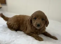 Sage, a female Miniature Goldendoodle for sale in Dundee, NY – Photo 8 of 9