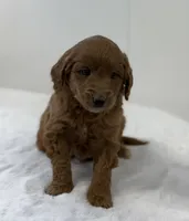 Sage, a female Miniature Goldendoodle for sale in Dundee, NY – Photo 5 of 9