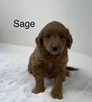 Sage, a female Miniature Goldendoodle for sale in Dundee, NY – Photo 2 of 9