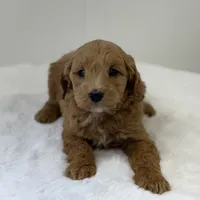 Sasha, a female Miniature Goldendoodle for sale in Dundee, NY – Photo 3 of 7