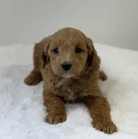 Sasha, a female Miniature Goldendoodle for sale in Dundee, NY – Photo 3 of 7
