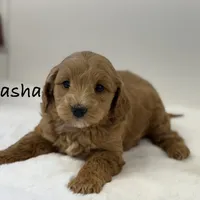 Sasha, a female Miniature Goldendoodle for sale in Dundee, NY – Photo 4 of 7