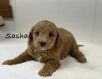 Sasha, a female Miniature Goldendoodle for sale in Dundee, NY – Photo 4 of 7