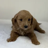 Sasha, a female Miniature Goldendoodle for sale in Dundee, NY – Photo 2 of 7