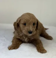 Sasha, a female Miniature Goldendoodle for sale in Dundee, NY – Photo 2 of 7