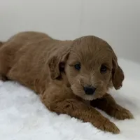 Sasha, a female Miniature Goldendoodle for sale in Dundee, NY – Photo 5 of 7