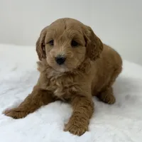 Sasha, a female Miniature Goldendoodle for sale in Dundee, NY – Photo 1 of 7