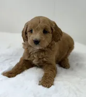 Sasha, a female Miniature Goldendoodle for sale in Dundee, NY – Photo 1 of 7