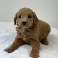 Sasha, a female Miniature Goldendoodle for sale in Dundee, NY – Photo 7 of 7