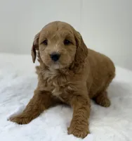 Sasha, a female Miniature Goldendoodle for sale in Dundee, NY – Photo 7 of 7