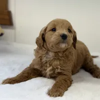 Sasha, a female Miniature Goldendoodle for sale in Dundee, NY – Photo 6 of 7