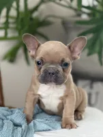 Wilder, a male French Bulldog for sale in Dundee, NY – Photo 4 of 9