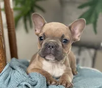 Wilder, a male French Bulldog for sale in Dundee, NY – Photo 3 of 9