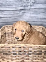 Daisy, a female Goldendoodle for sale in Hiltons, VA – 2 of 2