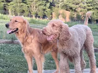 Butterball, a male Goldendoodle for sale in Hiltons, VA – 3 of 4