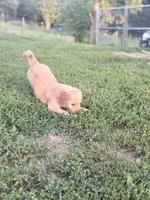 Butterball, a male Goldendoodle for sale in Hiltons, VA – 4 of 4