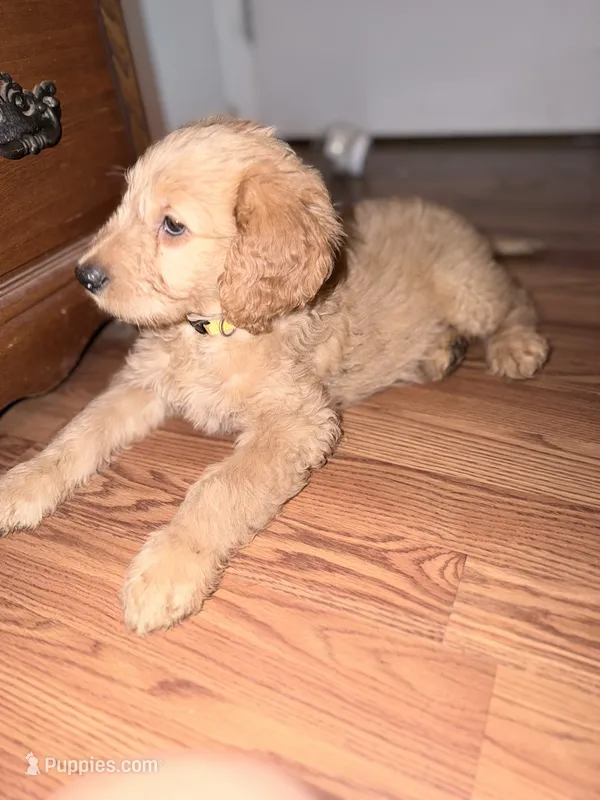 Butterball – Goldendoodle puppy for sale in Hiltons, VA