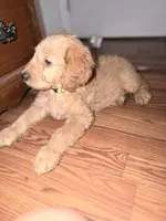 Butterball, a male Goldendoodle for sale in Hiltons, VA – 1 of 4