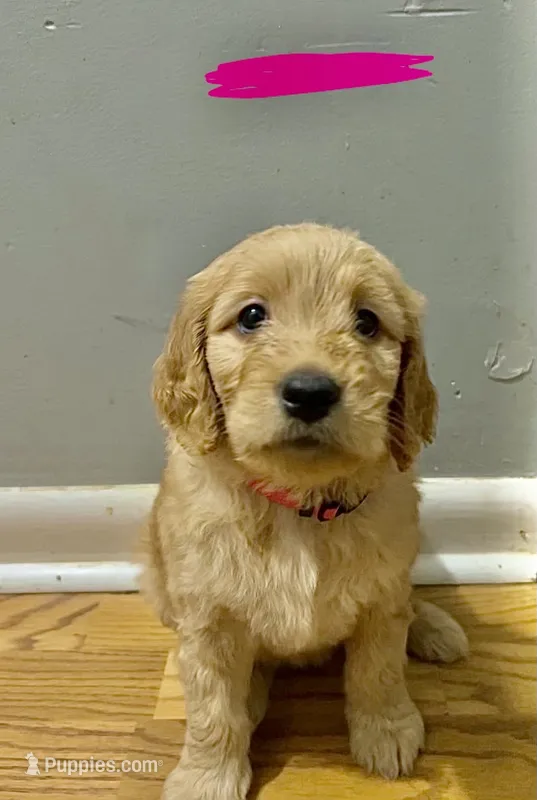 Pinkalicious – Goldendoodle puppy for sale in Hiltons, VA