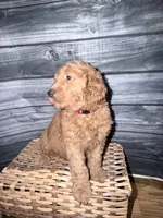 Big Red, a male Goldendoodle for sale in Hiltons, VA – 5 of 8
