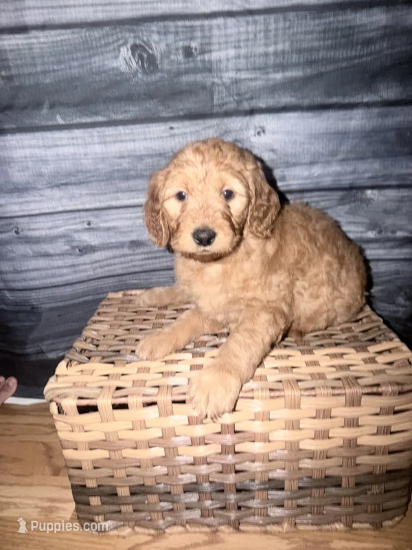 Daisy – Goldendoodle puppy for sale in Hiltons, VA