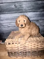 Daisy, a female Goldendoodle for sale in Hiltons, VA – 1 of 2