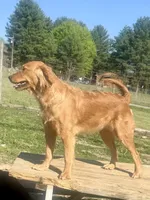 Big Red, a male Goldendoodle for sale in Hiltons, VA – 2 of 8