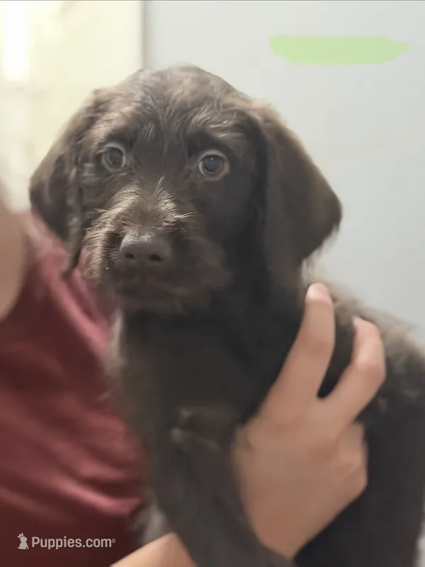 Miss Teal – Labradoodle puppy for sale in Hiltons, VA