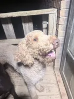 Pinkalicious, a female Goldendoodle for sale in Hiltons, VA – 3 of 4