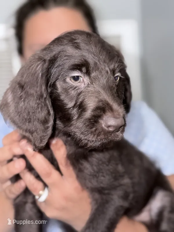 Orange..Sharky – Labradoodle puppy for sale in Hiltons, VA