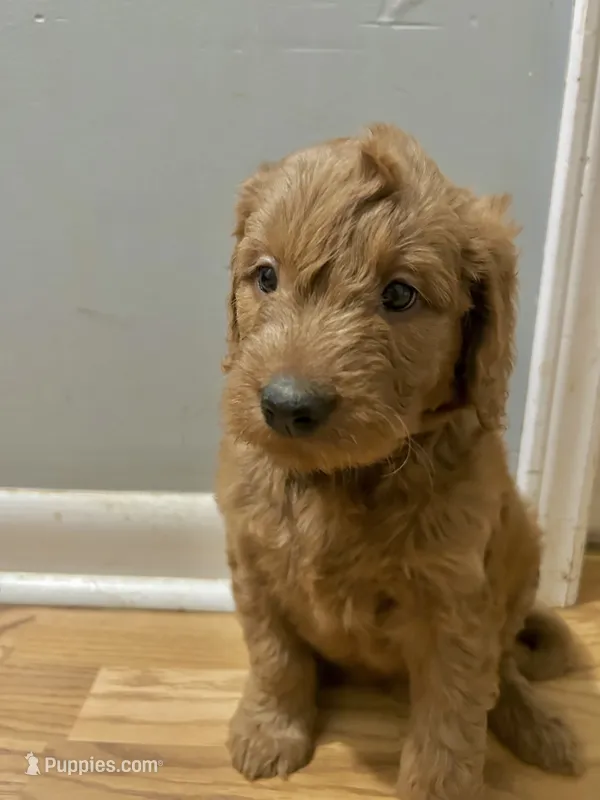 white aka Moe – Goldendoodle puppy for sale in Hiltons, VA