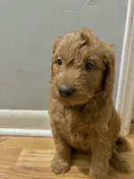 white aka Moe, a female Goldendoodle for sale in Hiltons, VA – 1 of 6
