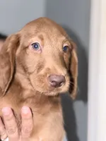 Duke, a male Labradoodle for sale in Hiltons, VA – 1 of 4