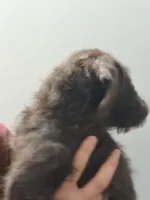 Miss Teal, a female Labradoodle for sale in Hiltons, VA – 2 of 2
