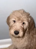 Bluey, a male Goldendoodle for sale in Hiltons, VA – 2 of 4
