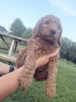 Big Red, a male Goldendoodle for sale in Hiltons, VA – 8 of 8
