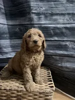 Big Red, a male Goldendoodle for sale in Hiltons, VA – 7 of 8