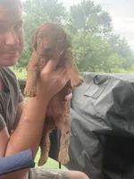 white aka Moe, a female Goldendoodle for sale in Hiltons, VA – 2 of 6