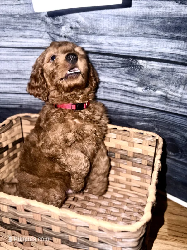 Big Red – Goldendoodle puppy for sale in Hiltons, VA