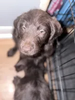Orange..Sharky, a male Labradoodle for sale in Hiltons, VA – 2 of 2