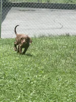 Duke, a male Labradoodle for sale in Hiltons, VA – 4 of 4