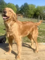 Pinkalicious, a female Goldendoodle for sale in Hiltons, VA – 4 of 4