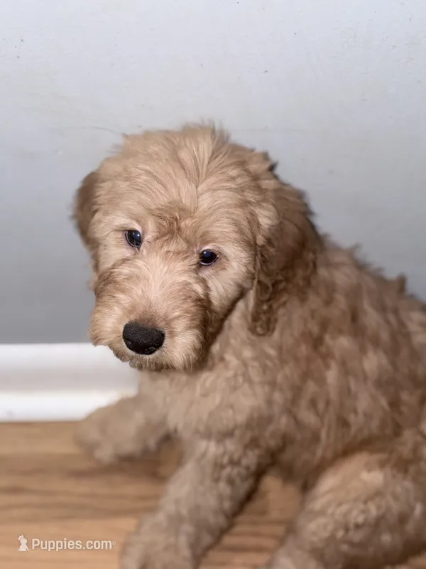 Bluey – Goldendoodle puppy for sale in Hiltons, VA