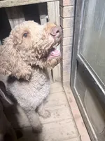 white aka Moe, a female Goldendoodle for sale in Hiltons, VA – 5 of 6