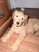 Butterball, a male Goldendoodle for sale in Hiltons, VA – 2 of 4