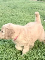 Pinkalicious, a female Goldendoodle for sale in Hiltons, VA – 2 of 4