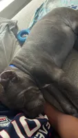 Tank, a male Cane Corso for sale in Orlando, FL – 3 of 4