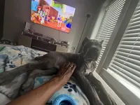 Tank, a male Cane Corso for sale in Orlando, FL – 4 of 4