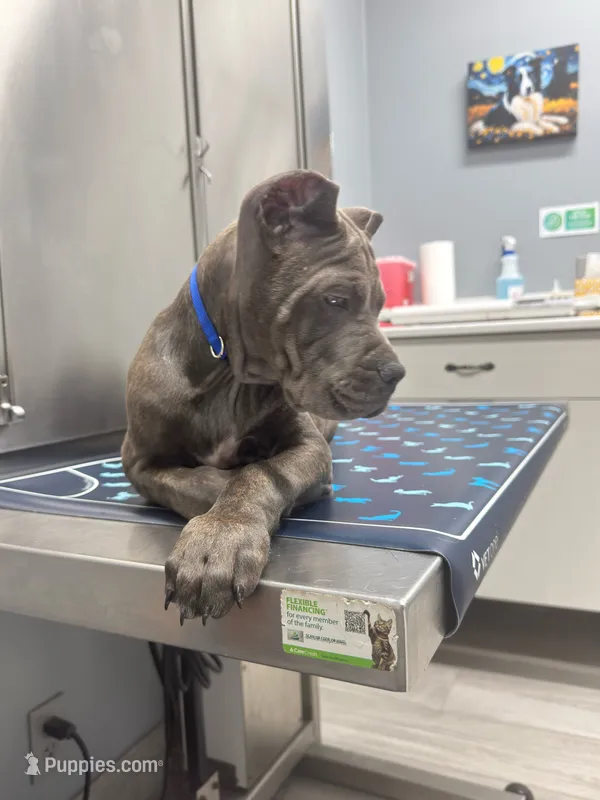 Tank – Cane Corso puppy for sale in Orlando, FL